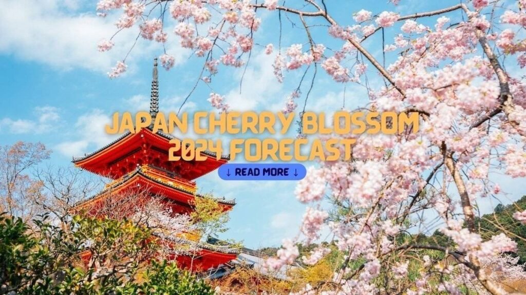 Japan Cherry Blossom 2024 Forecast: When and Where to View Cherry Blossoms In Japan